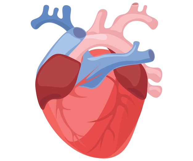 el corazón