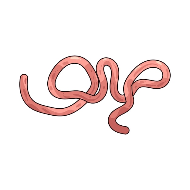 Cordón umbilical