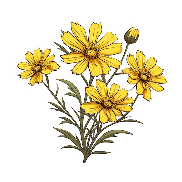 Vector coreopsis flor vector clipart fondo blanco