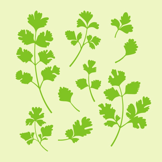 Coriandro de perejil y cilantro