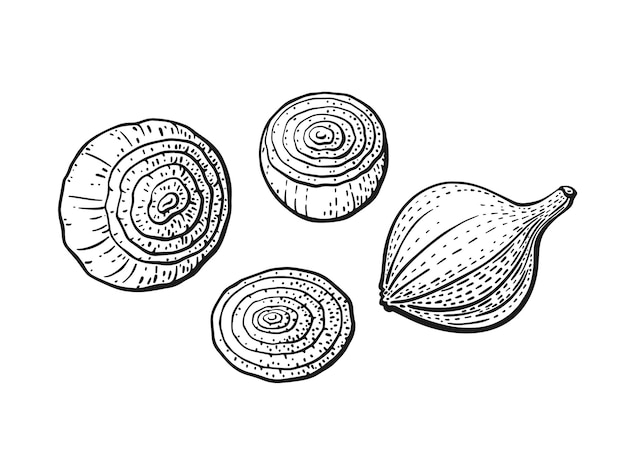 Corte de bulbo de cebolla Vector dibujado conjunto Sketch aislar