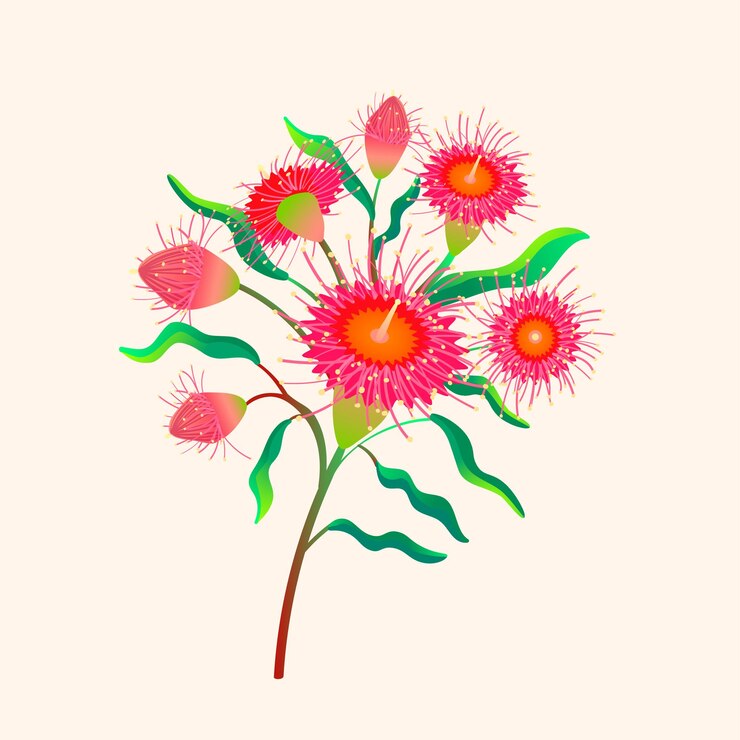 Vector corymbia ficifolia flores australianas ilustración vectorial aislado sobre fondo blanco