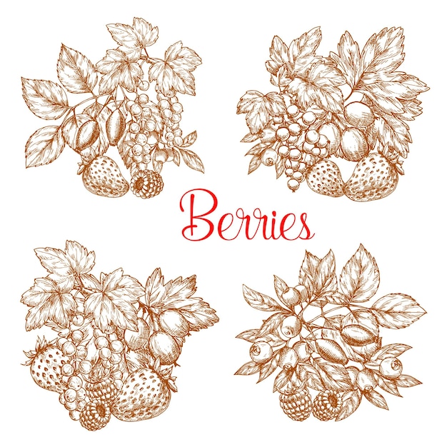 Cosecha de granja fresca de bayas de dibujo vectorial