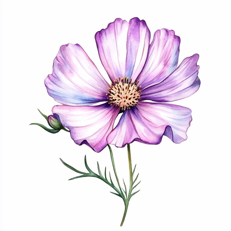Vector cosmo flor acuarela clipart ilustración aislada