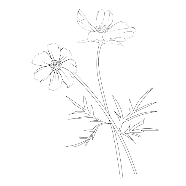 Cosmos dibujo de flores arte estilo vintage impreso para páginas de colorear flores lindas Ilustración vectorial