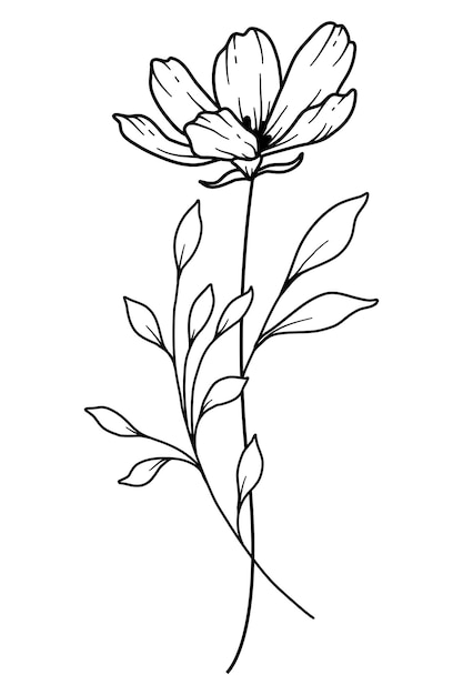 Cosmos Line Art Cosmos contorno Ilustración Octubre Mes de nacimiento Flor Contorno de la flor Cosmos