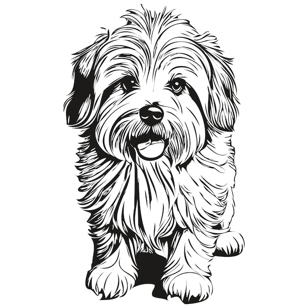 Coton de Tulear perro dibujo aislado sobre fondo blanco cabeza mascota línea ilustración dibujo dibujo