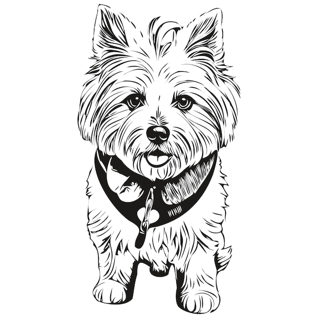 Coton de Tulear perro grabado vector retrato cara dibujos animados dibujo vintage en blanco y negro listo para imprimir camiseta