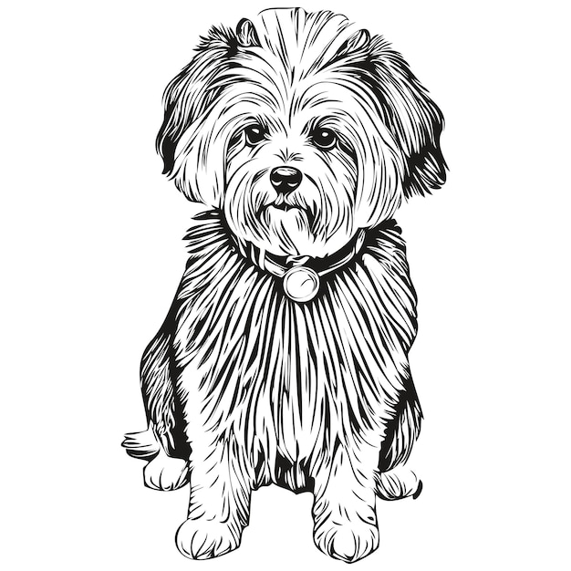 Coton de Tulear perro raza dibujo lineal clip art animal mano dibujo vector blanco y negro raza realista mascota