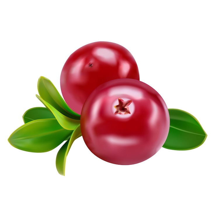 Vector cranberry con hojas aisladas en fondo blanco con plena profundidad de campo