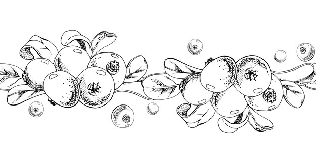 Cranberry lingonberry racimo hojas verdes vector dibujado a mano con tinta pantano maduro bosque bay bearberry