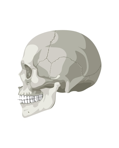 Vector cráneo en diferentes proyecciones