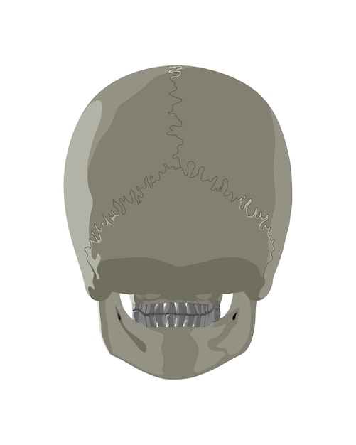 Vector cráneo en diferentes proyecciones