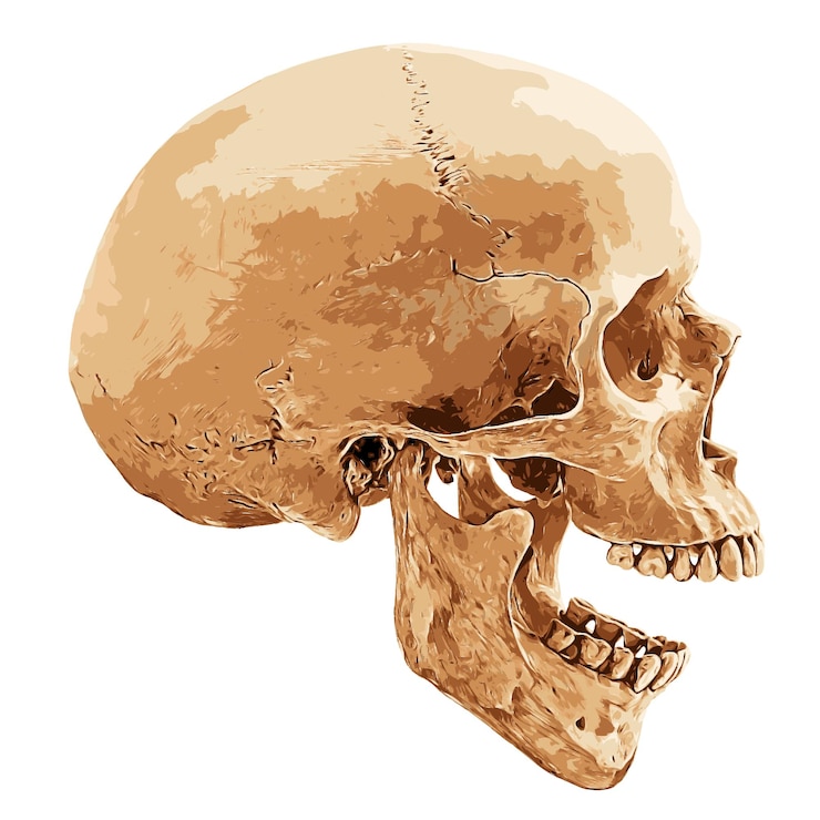 Vector cráneo humano en aspecto lateral sobre fondo blanco, ilustración vectorial