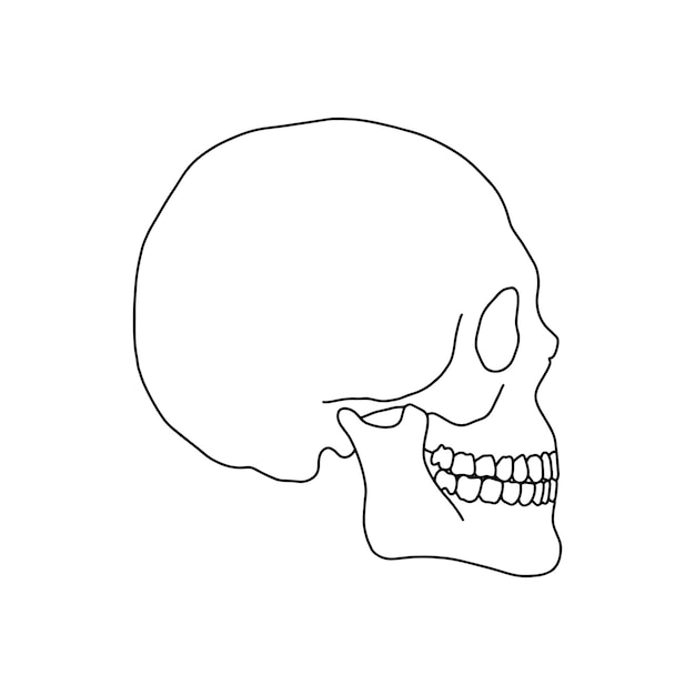 Un cráneo humano, dibujado por líneas sobre fondo blanco. Ilustración de material vectorial.