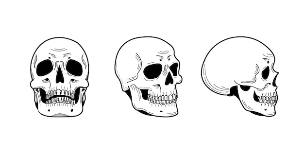 Cráneo humano de diferentes lados dibujo anatómico