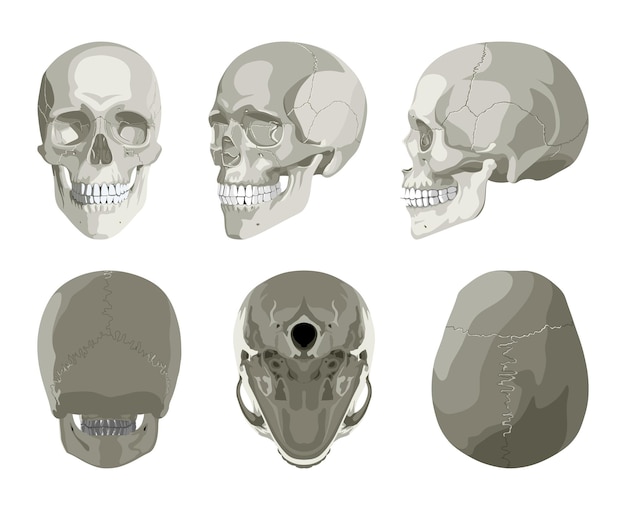 Vector cráneo humano en diferentes proyecciones.