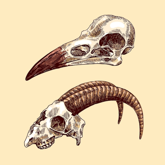 Cráneos de animales de ilustración de dibujo vectorial dibujo a mano estilo boho uso para carteles postales impresas para tatuaje de camiseta
