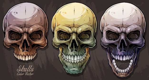 Vector cráneos humanos coloridos gráficos detallados establecidos