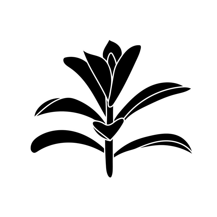 Vector crassula suculenta en ilustración vectorial de estilo simple flor del desierto para impresión y diseño