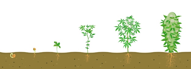 Crecimiento de cannabis en suelo con sistema radicular ilustración vectorial de etapas de cultivo de marihuana