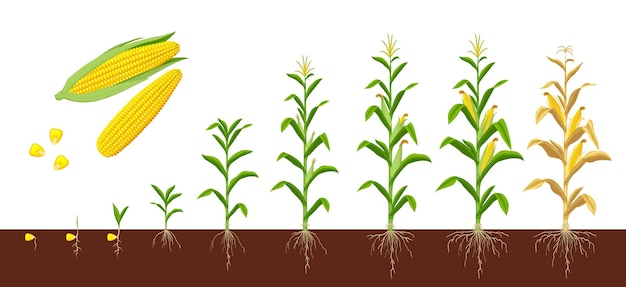 Vector crecimiento de cultivos agrícolas de maíz en etapas del suelo