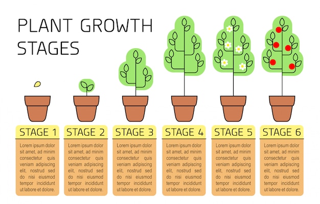 Vector el crecimiento de las plantas presenta infografías coloridas. iconos de arte lineal. plantilla de instrucciones de plantación. ilustración de estilo lineal aislado en blanco. plantación de frutas, proceso de hortalizas.