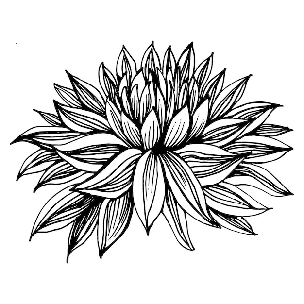 Vector crisantemo dibujando a mano tatuaje floral muy detallado en estilo de arte lineal