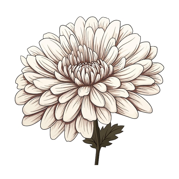 Vector crisantemo flor vector clipart fondo blanco