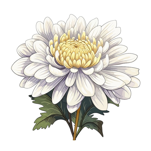 Vector crisantemo flor vector clipart fondo blanco