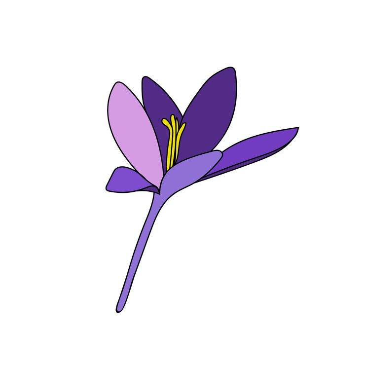 Vector crocus cabeza de flor azafrán flor de un solo color dibujo lineal ilustración botánica por línea