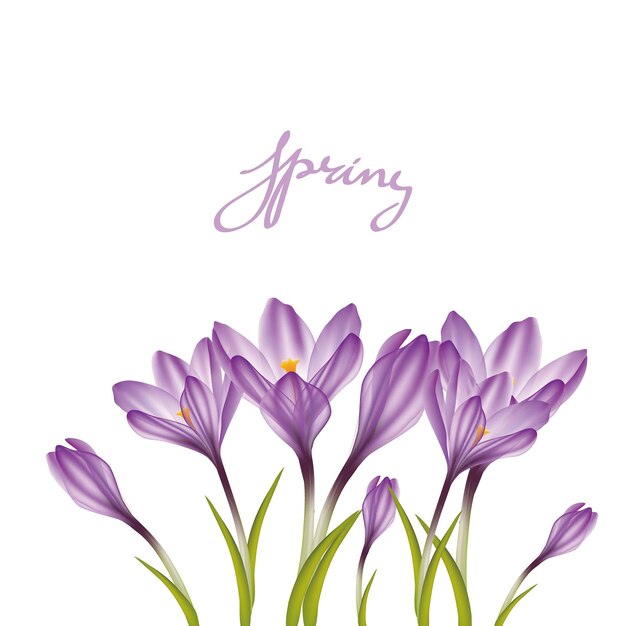 Vector crocus violeta de primavera en blanco naturaleza floral ilustración de fondo de primavera flor de crocus