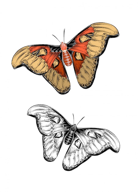 Croquis dibujados a mano de mariposa en color. aislado