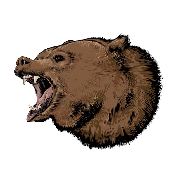 Vector croquis dibujados a mano de oso en color aislado. dibujo detallado
