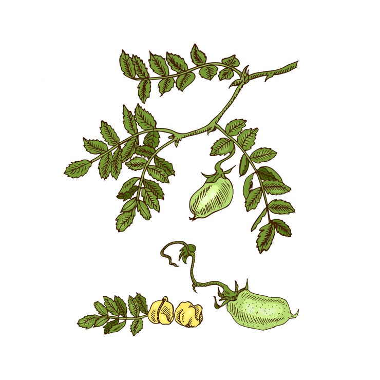 Croquis dibujados a mano planta de soja, garbanzos, frijoles, lentejas. ilustración.