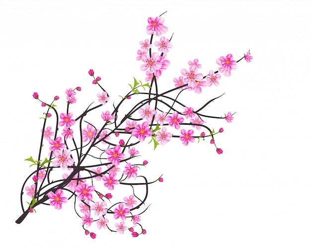 Vector cuadro acuarela de sakura. fondo con ramas de cerezo en flor.