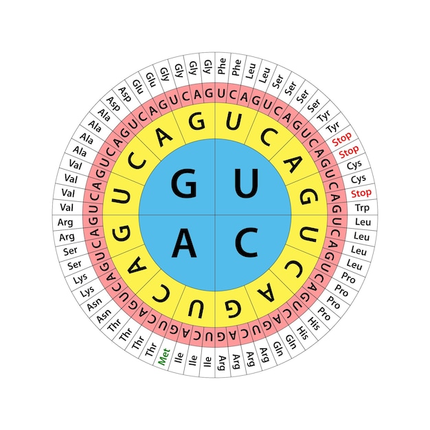 Vector el cuadro del código genético