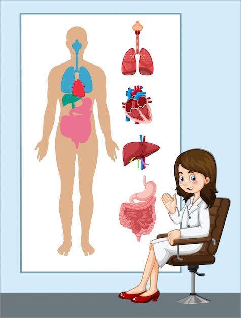 Vector cuadro de doctor y anatomía