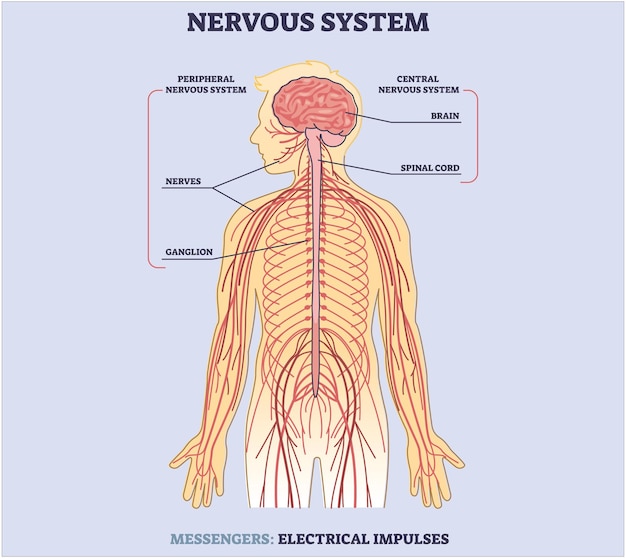Vector cuadro de educación médica de biología para el sistema nervioso diagrama ilustración vectorial