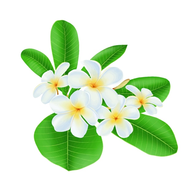 Cuadro Flor Plumeria Blanca