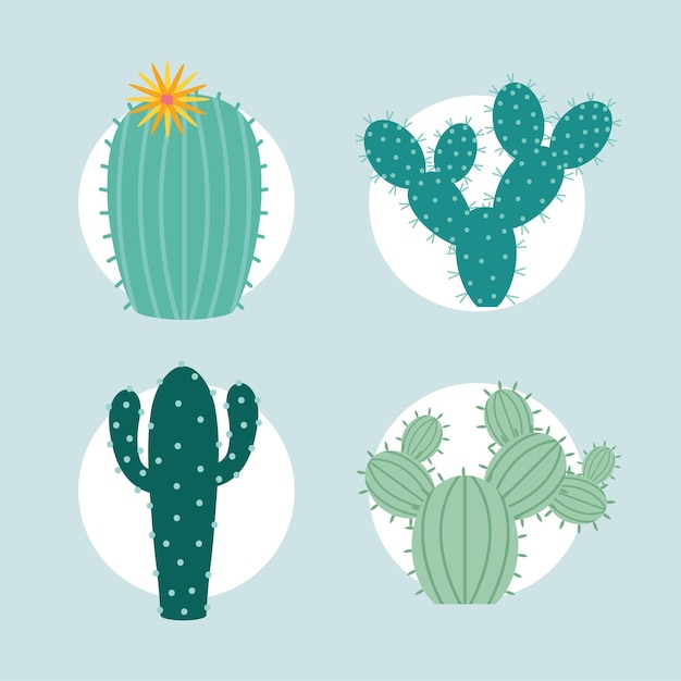 Cuatro artículos de cactus