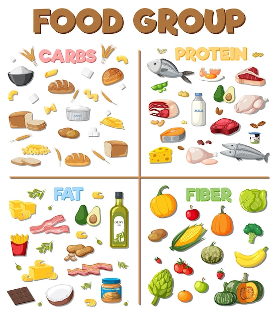 Vector los cuatro grupos principales de alimentos