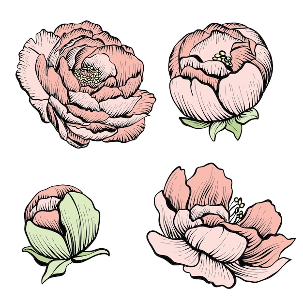 Cuatro peonías grabado floral dibujado a mano hermoso