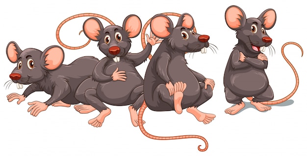 Vector cuatro ratas con pelo gris