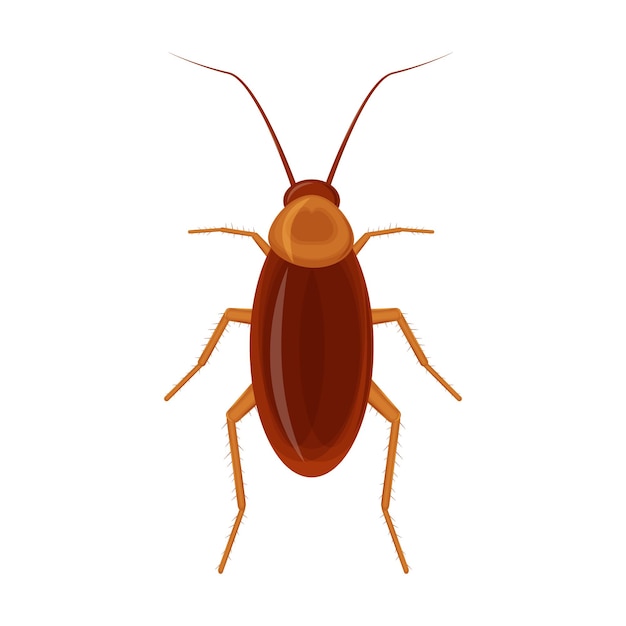 Cucaracha de casa marrón. plaga de insectos rojos. ilustración de vector aislado sobre fondo blanco.