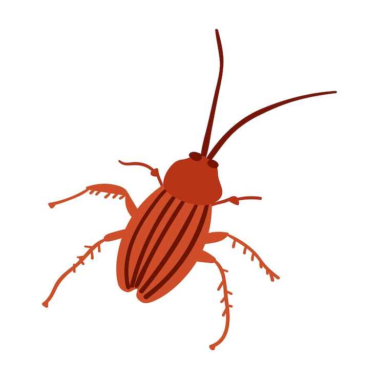 Vector cucaracha. ilustración de vector plano sobre fondo blanco.