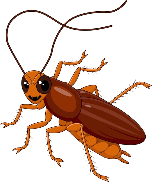 Cucaracha linda aislada en el fondo blanco