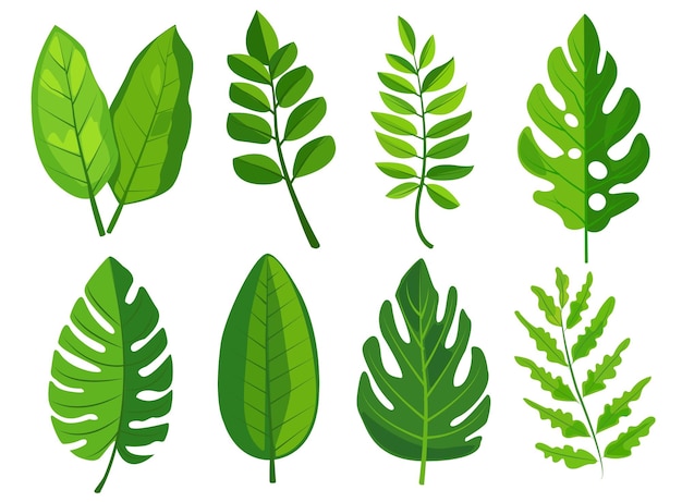 Cuenta con ocho tipos diferentes de hojas verdes, cada una con formas distintas y patrones de venas. El follaje diverso muestra varios diseños botánicos ideales para gráficos y proyectos de diseño relacionados con la naturaleza.