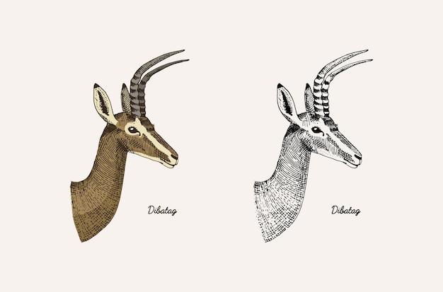 Cuerno y astas animales impala gacela y gamo mayor kudu