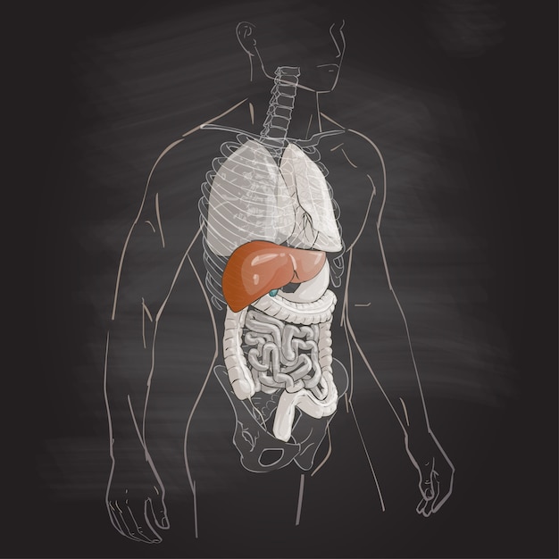 Vector cuerpo humano anatomia hepatico